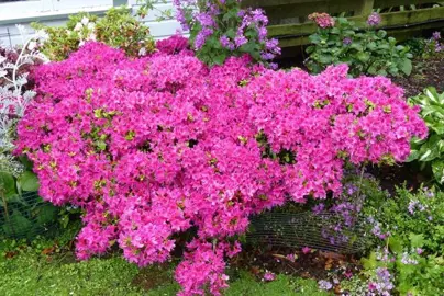 azalea-purple-glitters-2