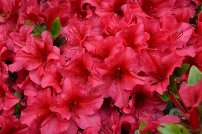 azalea-vuyks-scarlet-1