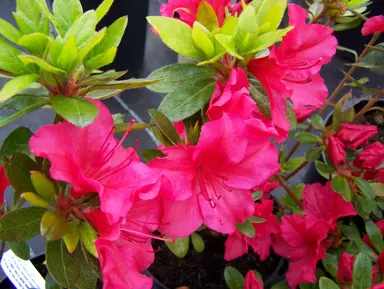 azalea-vuyks-scarlet-2