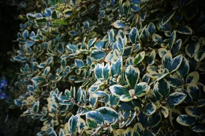 Azara integrifolia variegata foliage.