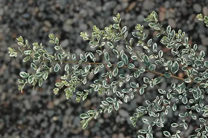 Azara microphylla variegata plant with variegated leaves.