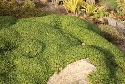 Azorella trifurcata plant with green foliage growing as a ground cover.