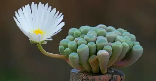 fenestraria-rhopalophylla--1