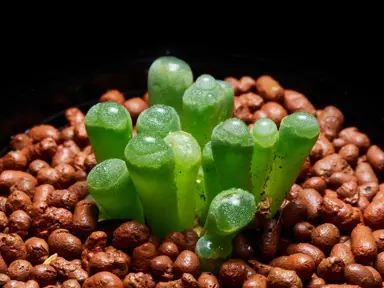 fenestraria-rhopalophylla-