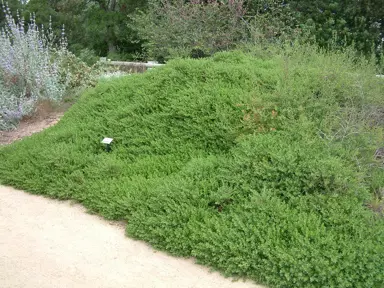 Baccharis pilularis 'Twin Peaks' plant growing as a ground cover alongside a path.