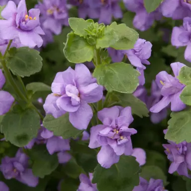 bacopa-double-blue-