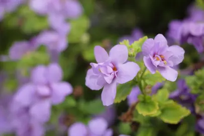 bacopa-double-blue-1