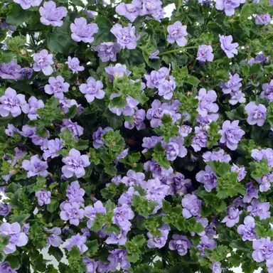 bacopa-double-lavender-2