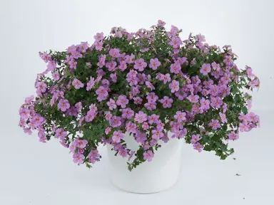 bacopa-gulliver-pink-