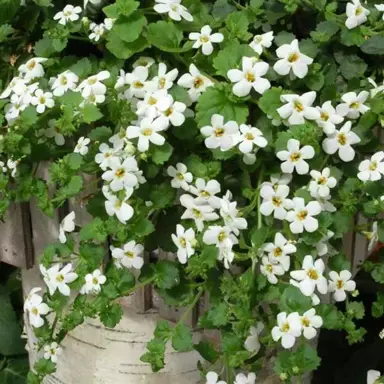 bacopa-snowtopia-