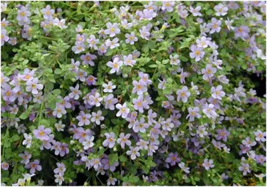 bacopa-blue-showers-1