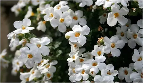 bacopa-3