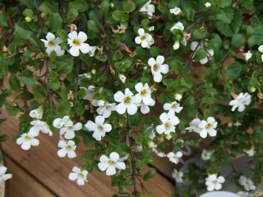 bacopa-4