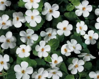 bacopa-5