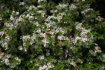 Baeckea virgata compacta shrub with masses of white flowers.