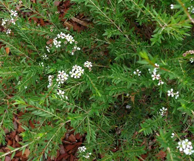 Baeckea virgata shrub with white flowers and elegant green foliage.