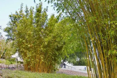 Bambusa 'Alphonse Karr' bamboo plants.