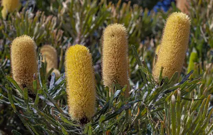 Banksia attenuata plant with yellow flowers.