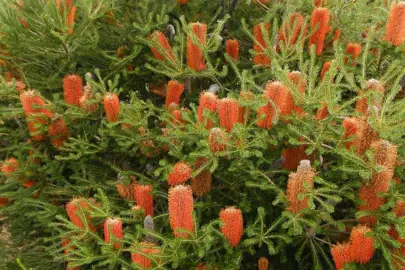 Banksia Bird Song shrub with orange flowers.