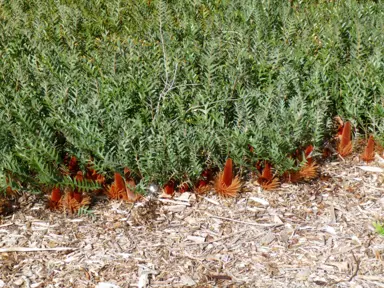 banksia-blechnifolia-