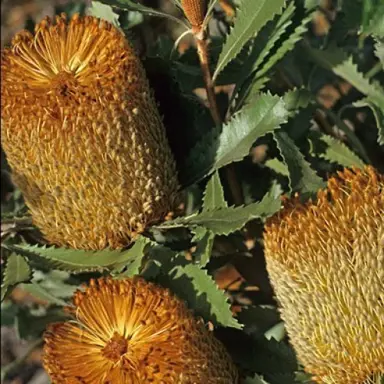 banksia-caramel-brown-