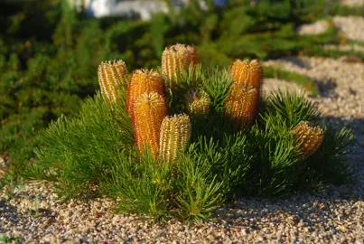 banksia-coastal-cushion--1