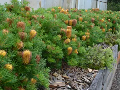 banksia-coastal-cushion-