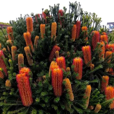 banksia-ericifolia-