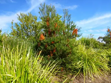 banksia-giant-candles--1