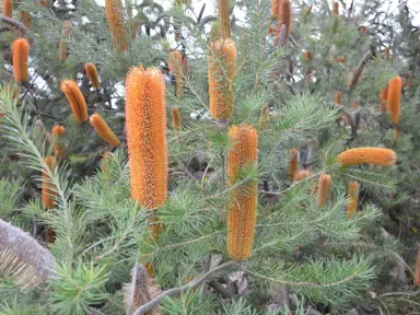 banksia-giant-candles-