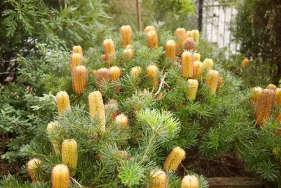 banksia-honey-pots-