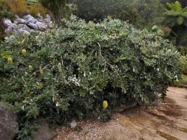 Banksia integrifolia prostrate shrub.