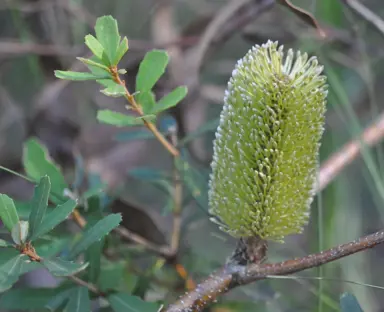 banksia-marginata--1