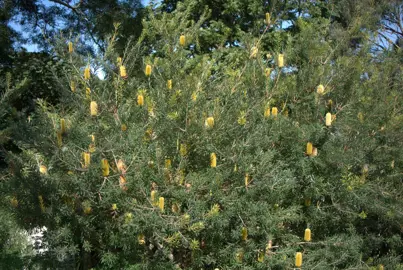 banksia-marginata-