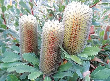 banksia-ornata-grey--1