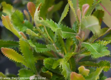 Colourful green foliage on Banksia ornata 'Grey'.