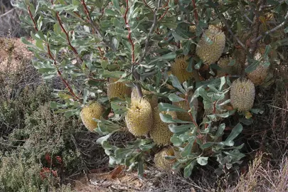 Banksia ornata shrub with yellow flowers and green-grey foliage.