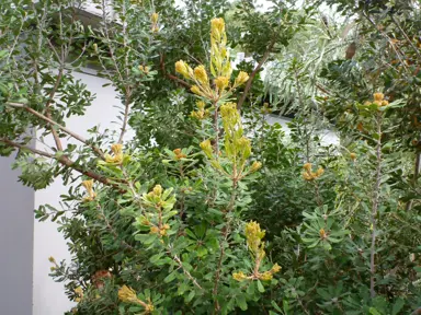 banksia-praemorsa-yellow-