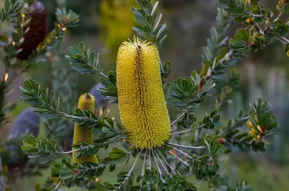 banksia-praemorsa-yellow-1