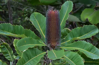 banksia-robur-