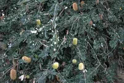 banksia-roller-coaster-