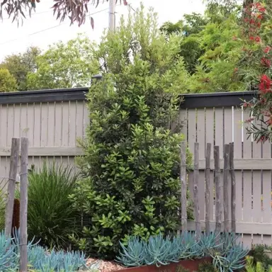 Banksia Sentinel tree in a garden.