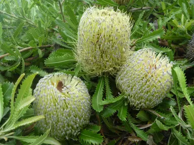 banksia-serrata-