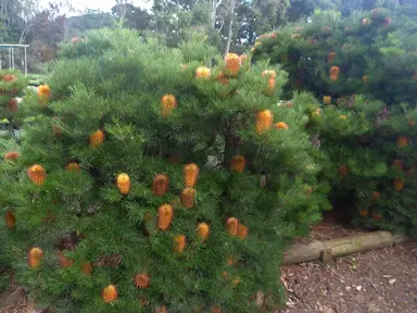 banksia-spinulosa--1