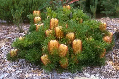 banksia-spinulosa-