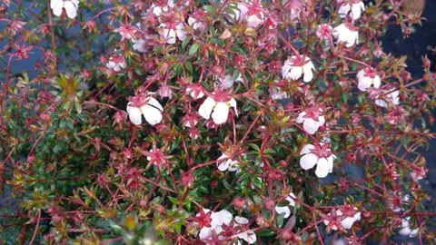 Bauera 'Fairy Pink' plant with pink flowers.