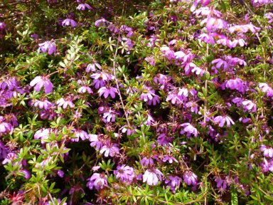 Bauera rubioides plant with pink flowers.