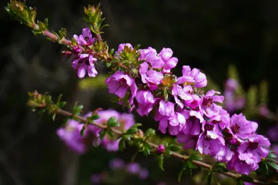 Bauera 'Ruby Glow' pink flowers.