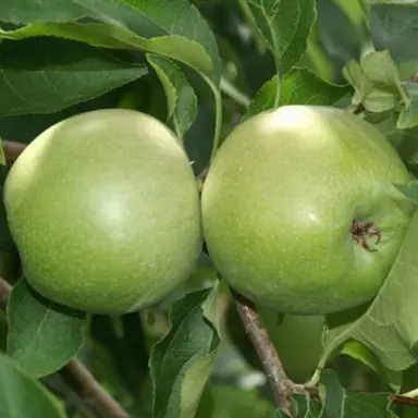 Baujade' Apple green fruit on a branch.