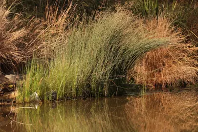 Baumea juncea plants growing in water.